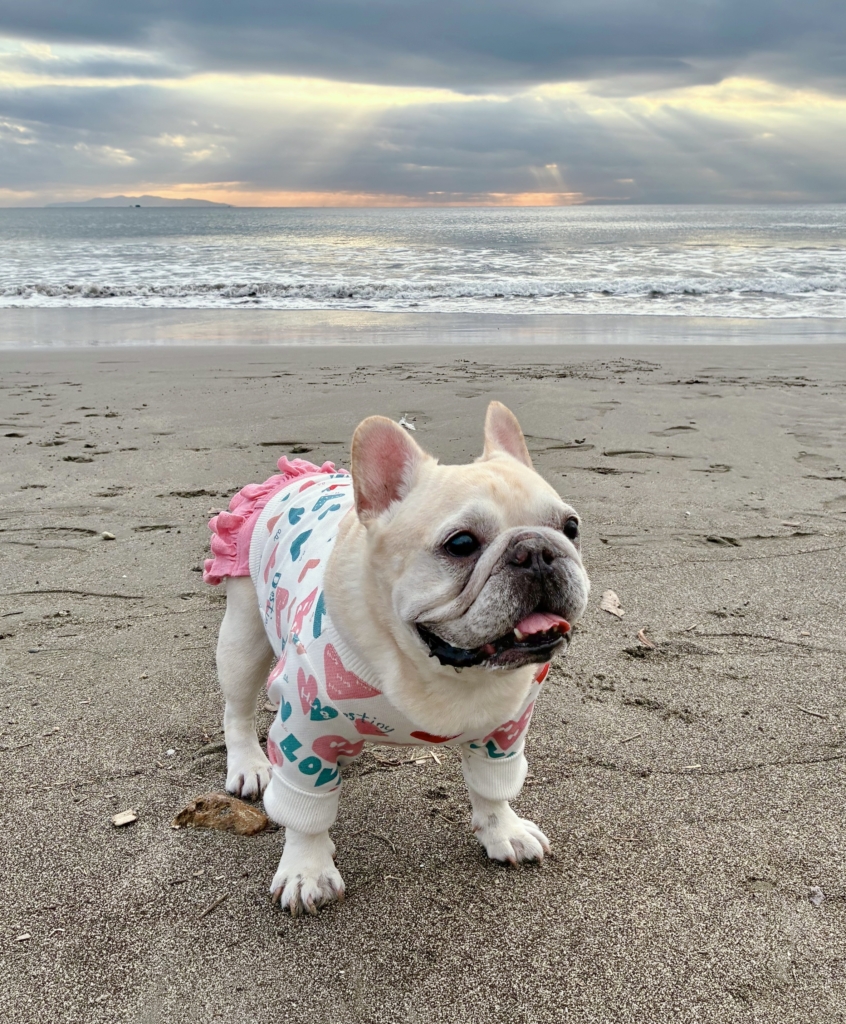 ジェイミーちゃん