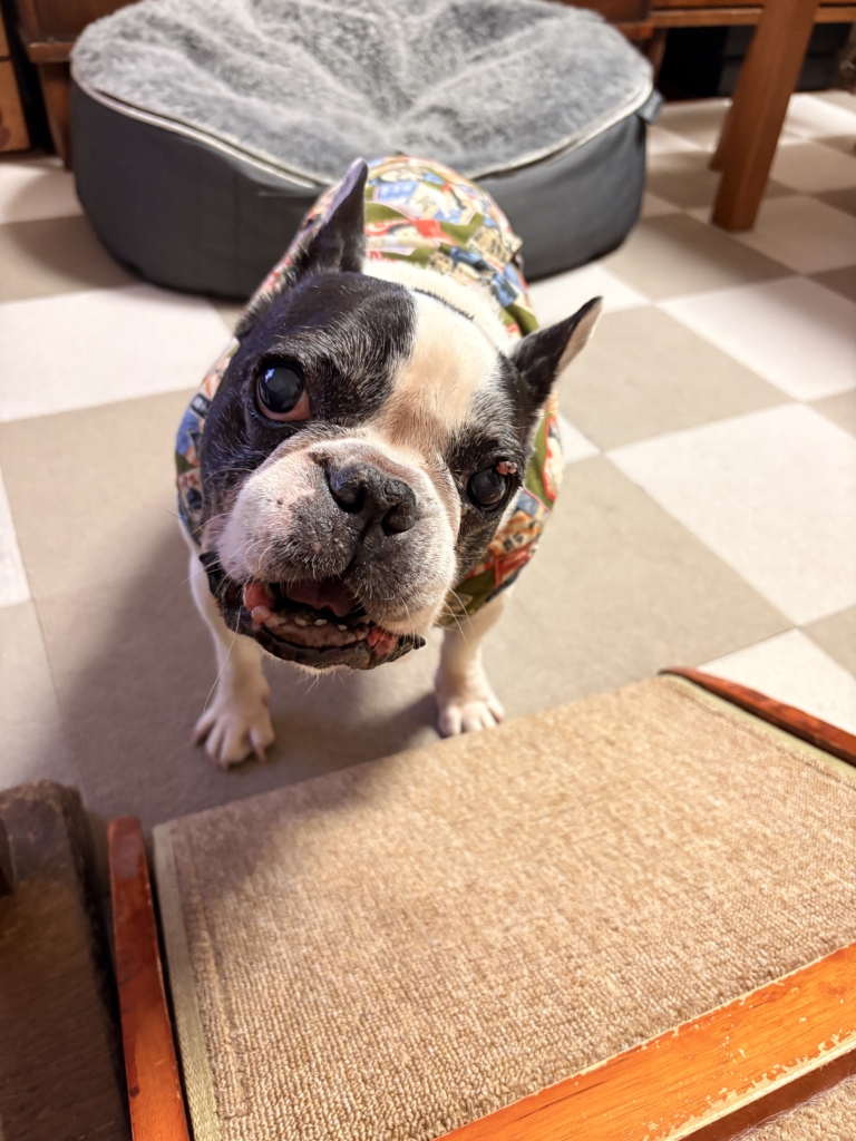 果報（カフー）くん