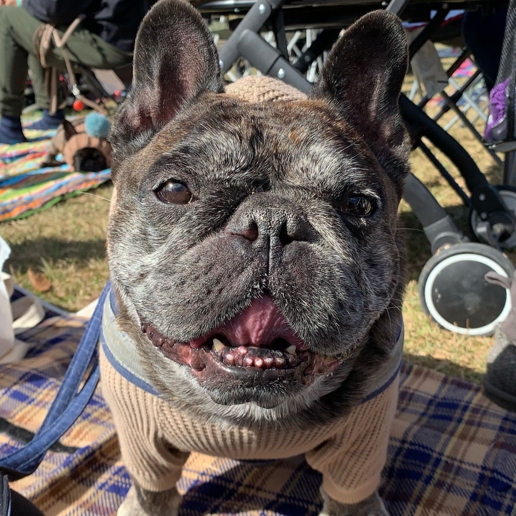 琥徹(こてつ)くん